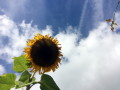 Sunflower and Contrail
